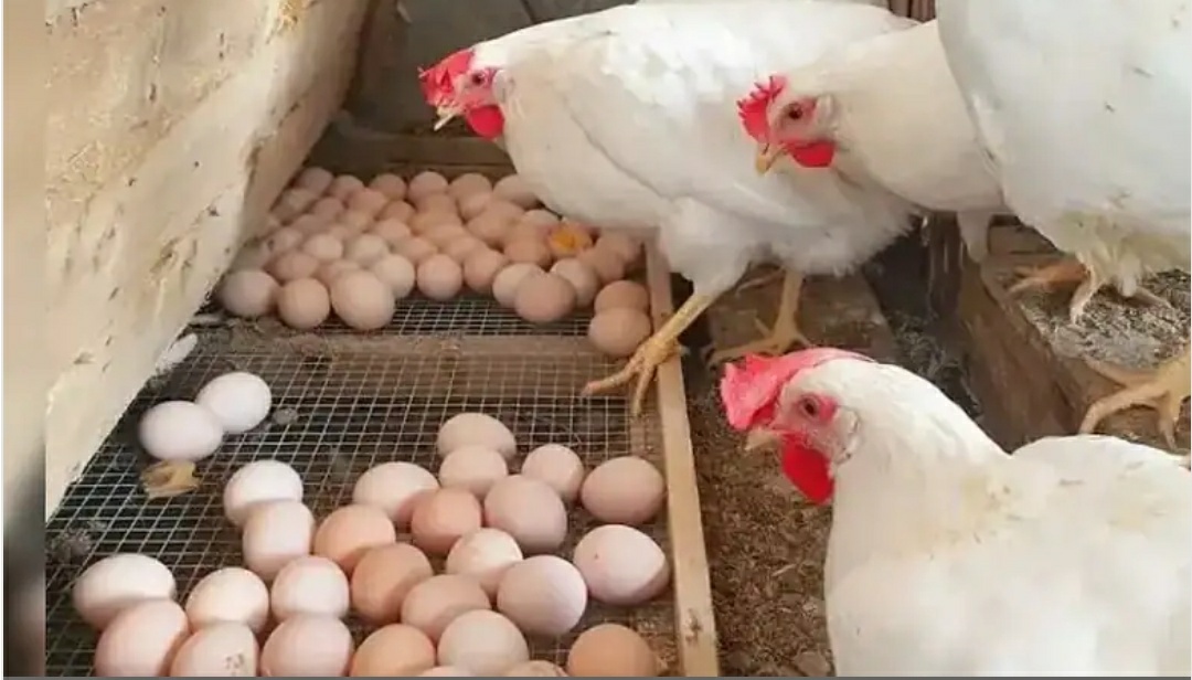 NECC Announces Egg Price Cut as Rates Fall Across India