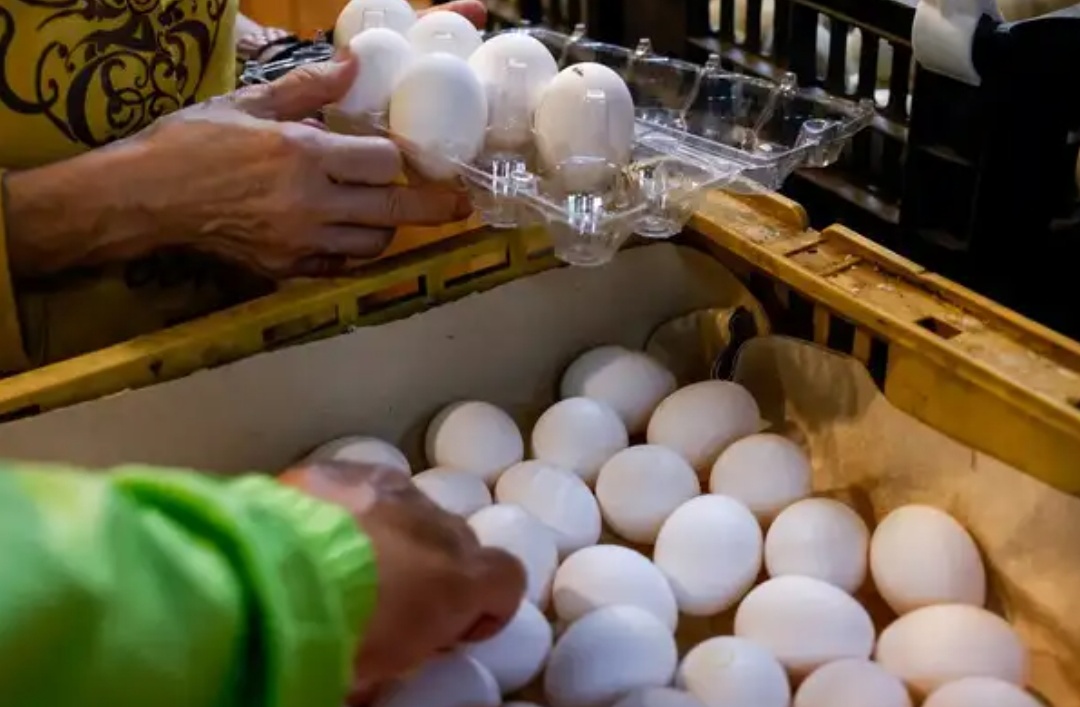 Breaking: Egg Rates Drop in Hyderabad Markets