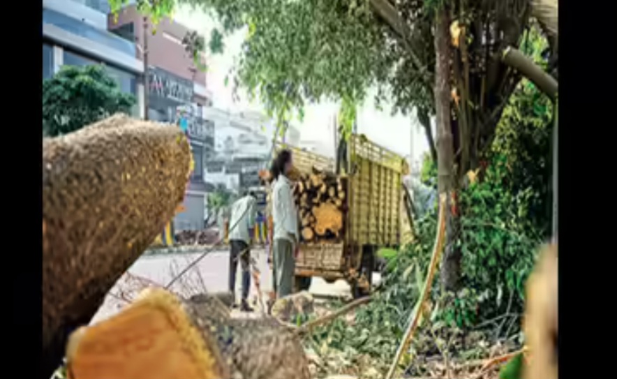 Hyderabad Tree Massacre Sparks Outrage… Allegations Point to High-Level Nexus