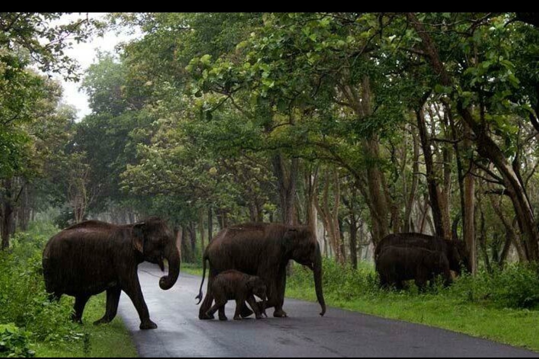 कर्नाटक के प्रमुख हिल स्टेशनों में ठंडी छुट्टियों और खूबसूरत गर्मियों के विश्राम स्थल प्रदान करते हैं।